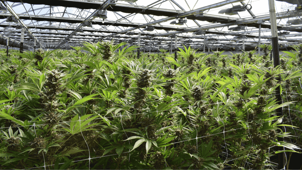 cannabis-flower-in-grayville-il